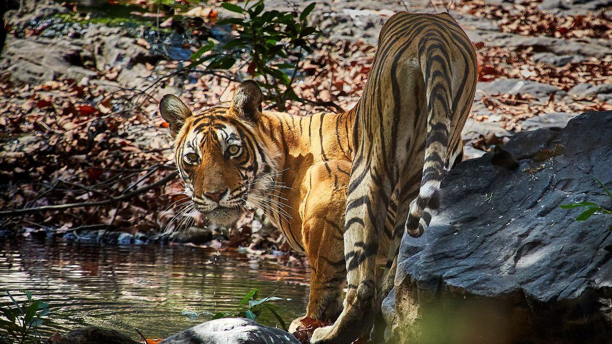 A Bengal tiger in Ranthambore National Park
